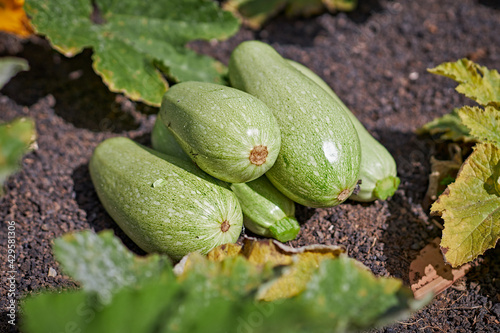 Calabacines agrupados en la tierra