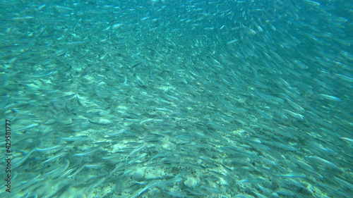 large school of small fish, background