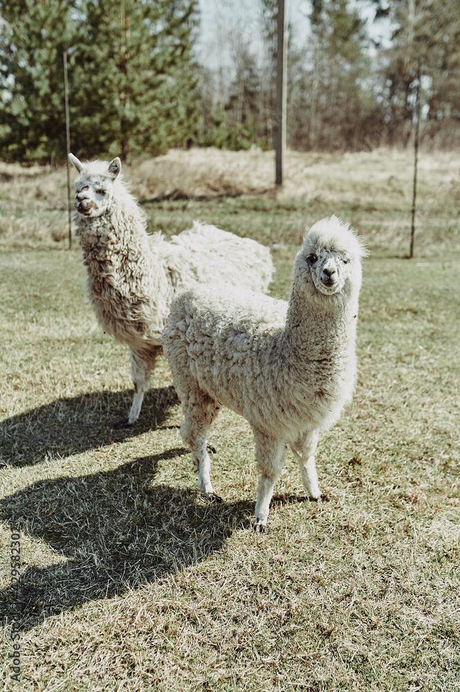 An adult white alpaca with her cub looking at the camera