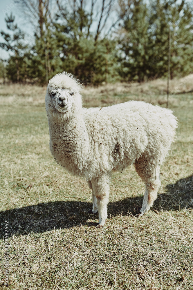White adult unshifted llama looking at the camera White adult unshifted llama looking at the camera