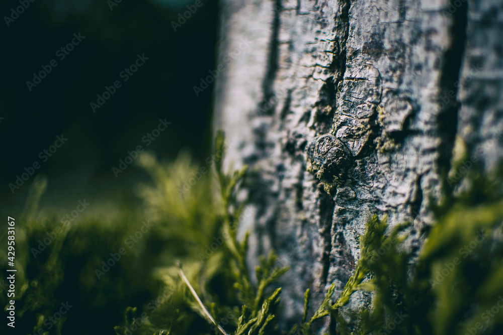 close up trunk of cupressus in nature with unfocused background close up trunk of cupressus in nature with unfocused background