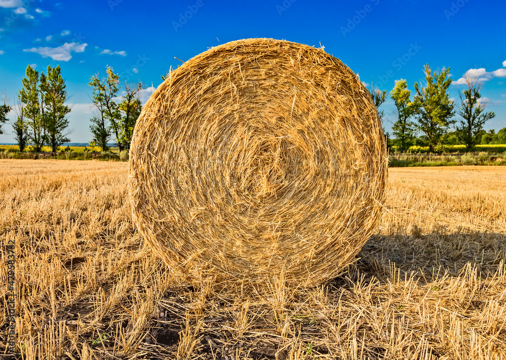 Large round cylindrical straw or hay bales in countryside on yellow wheat field in summer or autumn after harvesting on sunny day. Straw used as biofuel, biogas, animal feed, construction material. Large round cylindrical straw or hay bales in countryside on yellow wheat field in summer or autumn after harvesting on sunny day. Straw used as biofuel, biogas, animal feed, construction material.