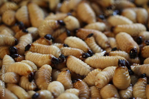 Group of oragnic Living edible palm weevil larvae (Rhynchophorus phoenicis), Rhinoceros beetle at traditional food market in the national jungle forest, protein source, advertisement backgrounds,