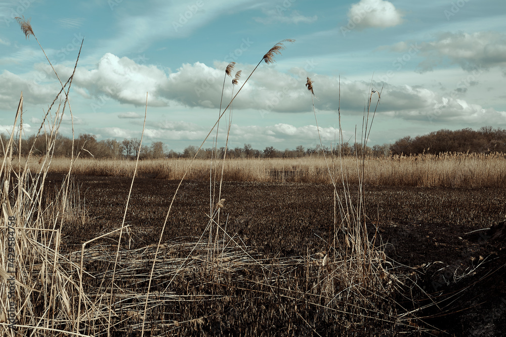 Fototapeta premium surviving reeds on a field burnt out after a fire, against the background of clouds