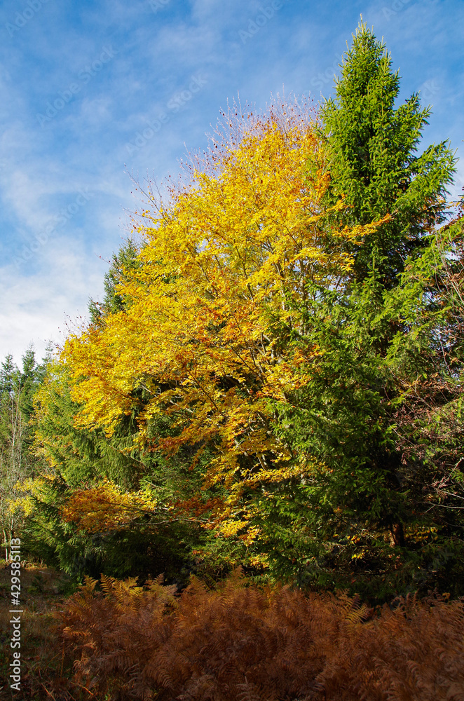 autumn forest in the autumn