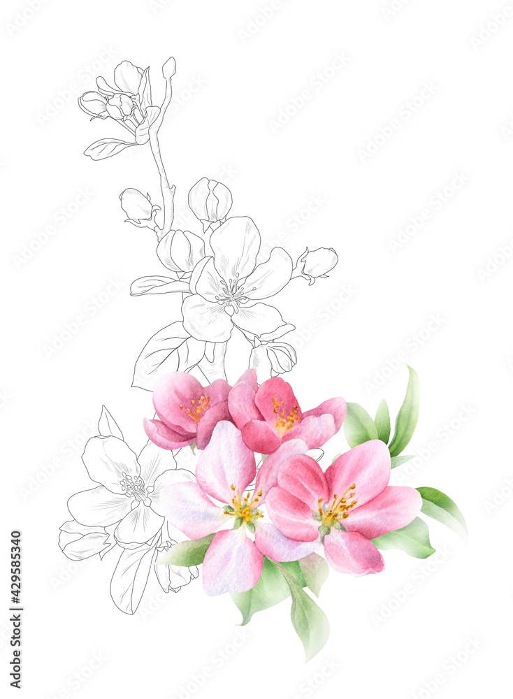 Hand drawn mixed watercolor and linear floral arrangement with picturesque pink apple flowers and leaves isolated on a white background. Floral illustration for wedding invitations, cards, patterns.	