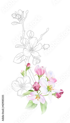 Hand drawn mixed watercolor and linear floral arrangement with picturesque pink apple flowers and leaves isolated on a white background. Floral illustration for wedding invitations  cards  patterns. 