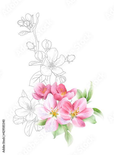 Hand drawn mixed watercolor and linear floral arrangement with picturesque pink apple flowers and leaves isolated on a white background. Floral illustration for wedding invitations, cards, patterns. 