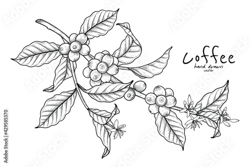 Branch of coffee with fruits and flowers Hand drawn illustration