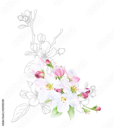 Hand drawn mixed watercolor and linear floral arrangement with picturesque pink apple flowers and leaves isolated on a white background. Floral illustration for wedding invitations  cards  patterns. 