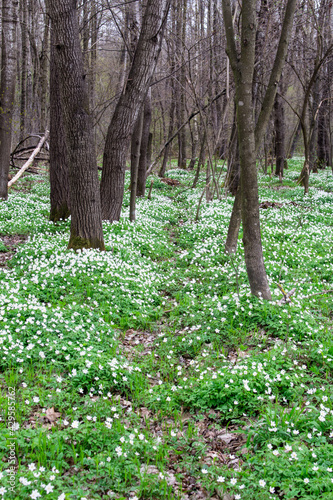 a glade of white flowers in the forest..