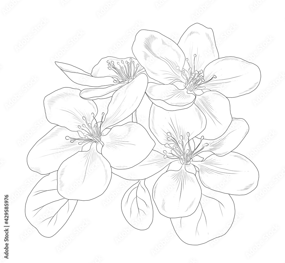 Fototapeta premium Hand drawn linear apple flowers isolated on a white background. Floral graphic illustration for invitations, cards, logos, prints. Contour picture.