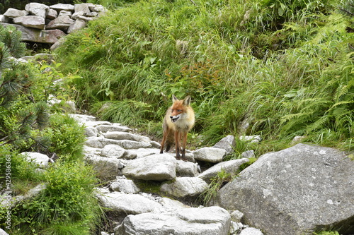 lisy w górach, zwierzęta w Tatrach, środowisko naturalne, photo