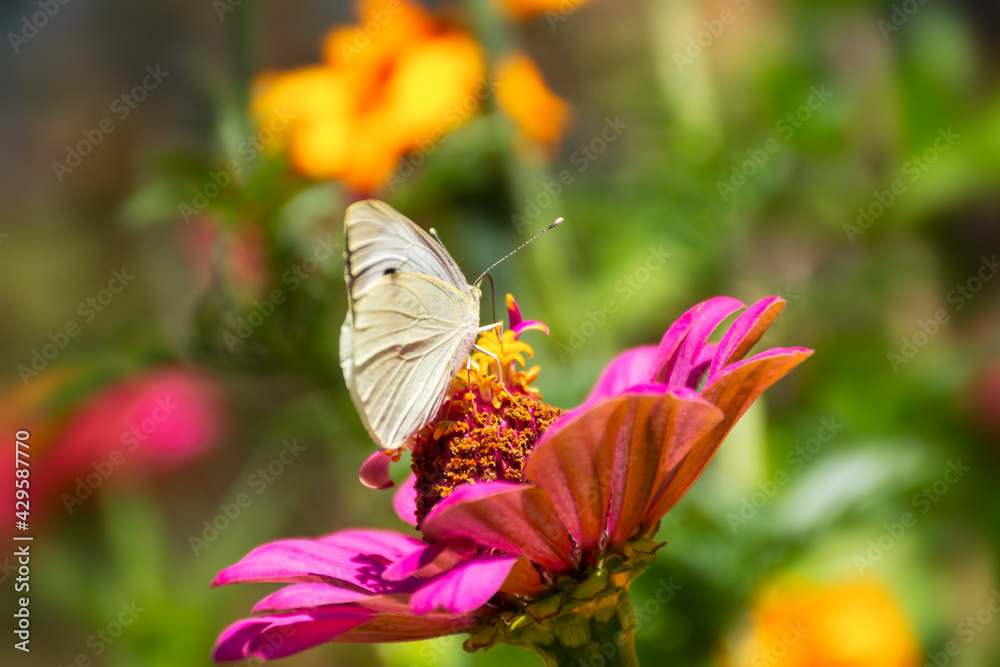 Naklejka premium White cabbage butterfly lat. Pieris brassicae on a pink flower in sunlight. Macrophotography of wildlife. The butterfly pollinates the flowers of the pink Zinnia. Bright summer colorful background.