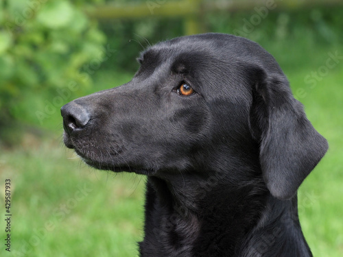 Black Dog Headshot © Nigel Baker