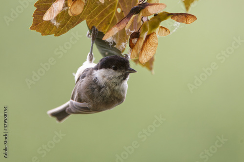 Mésange nonette photo