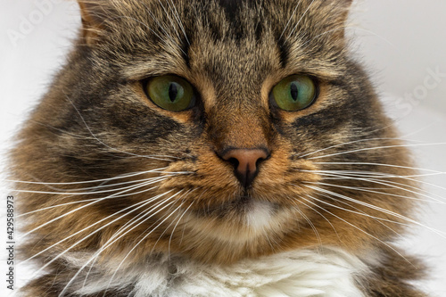Brown, red, white and striped cat close-up. She has green eyes and a long mustache.