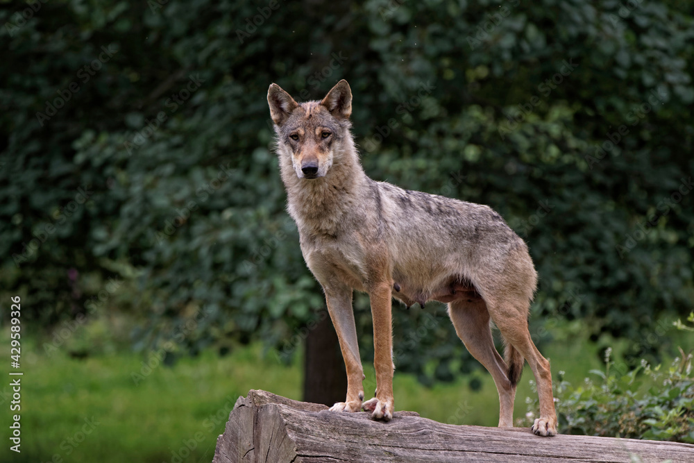 Loup gris d'Europe