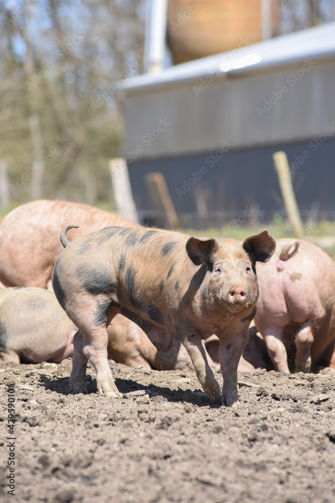 cochon porc porcelet viande elevage agriculture 