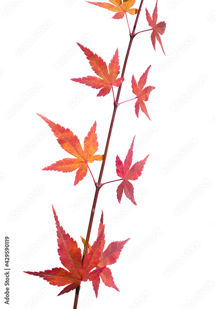 Fresh red Maple leaf and stem isolated white background. Fresh red Maple leaf and stem isolated white background.