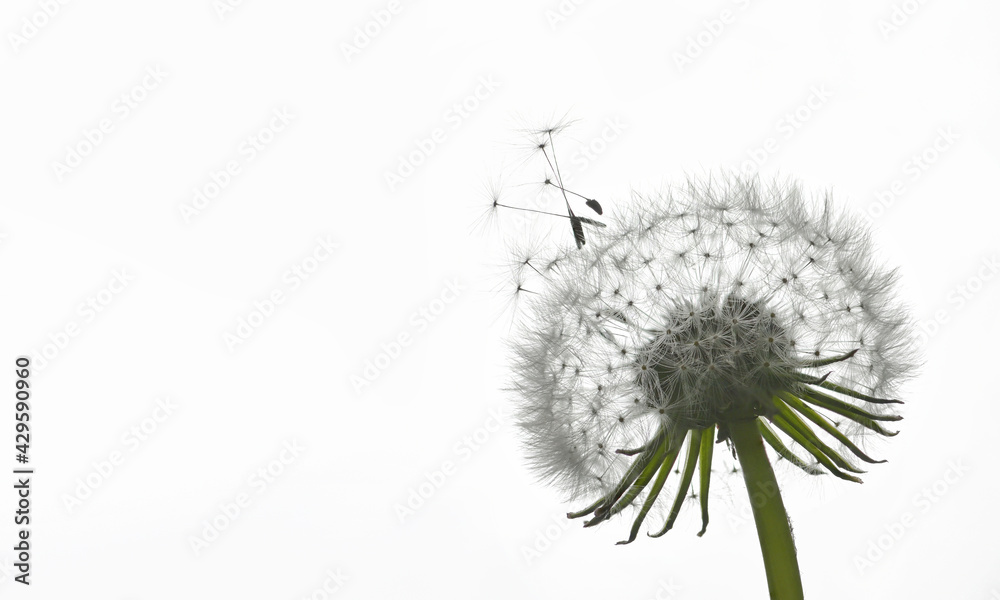 Dandelion and dew drops, soft nature background