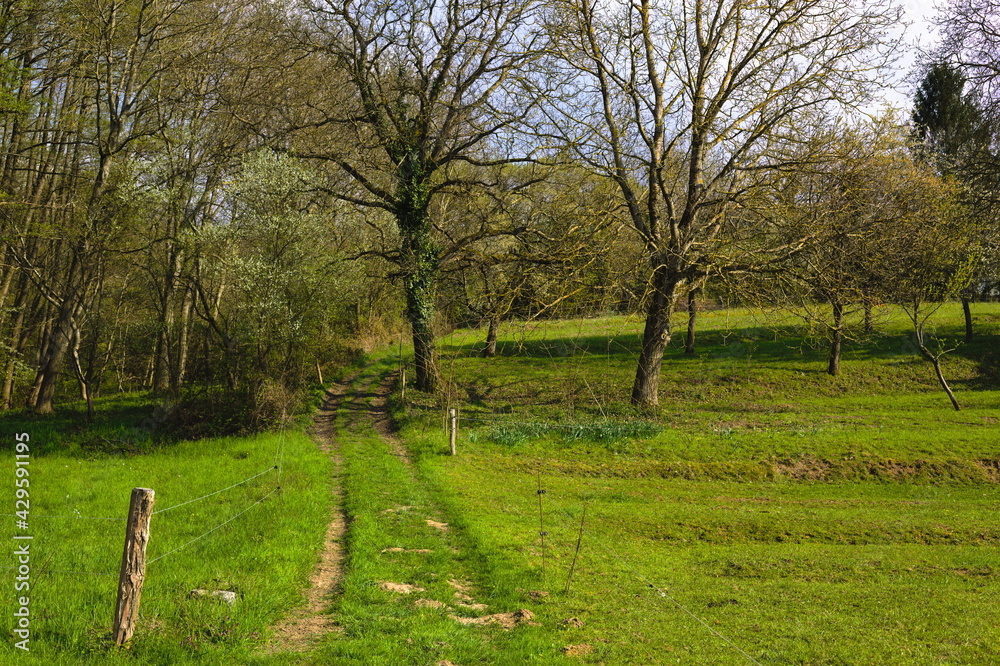 Footpath through green grass landscape with old trees Footpath through green grass landscape with old trees