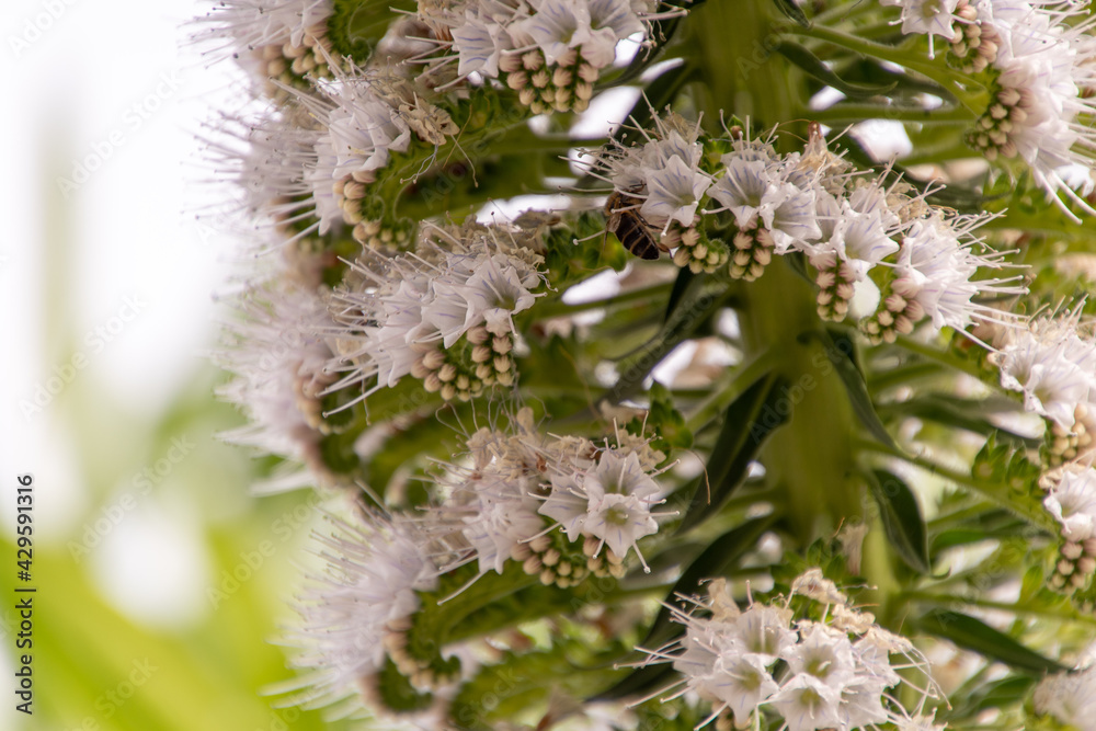 Abeja posada en la flor de Echium virescens Abeja posada en la flor de Echium virescens
