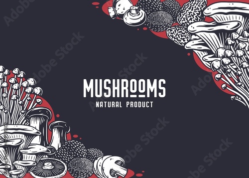 Mushroom picking of morel. Vegetarian fungus boletus or cremini collection for food. Organic nature mushrooms or fungi porcini for healthy nutrition