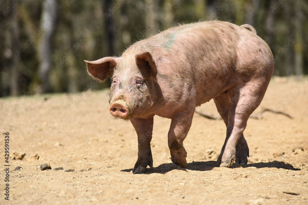 cochon porc porcelet viande elevage agriculture cochon porc porcelet viande elevage agriculture