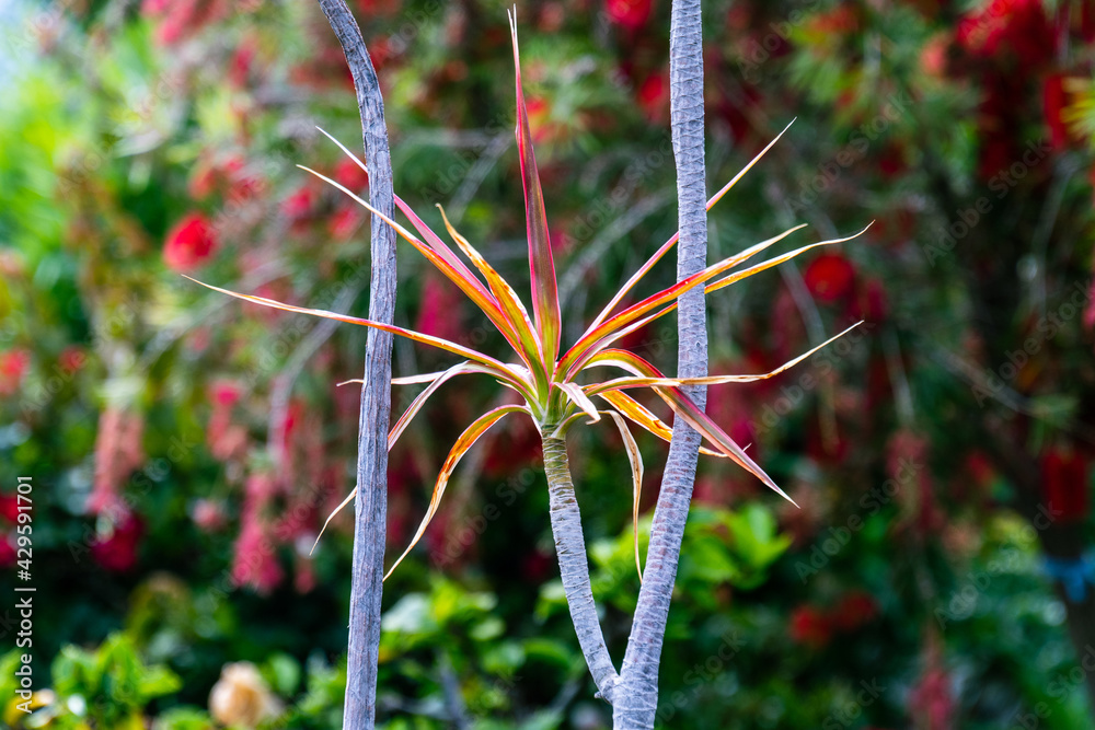 Dracaena reflexa var. angustifolia pertenece a la familia Asparagaceae Dracaena reflexa var. angustifolia pertenece a la familia Asparagaceae