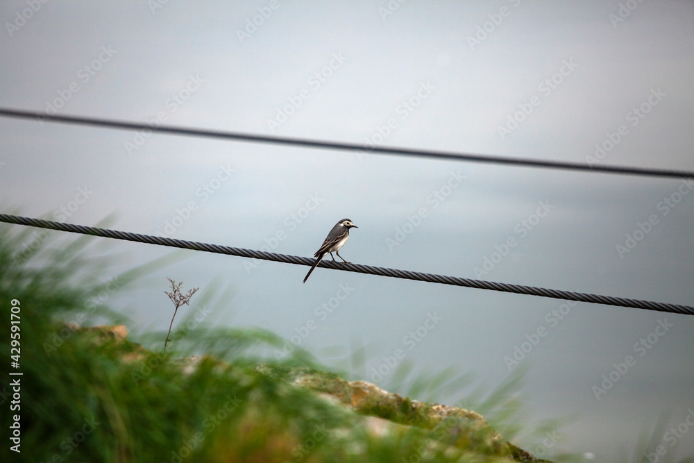 un ave Motacilla alba posada sobe unos cables un ave Motacilla alba posada sobe unos cables