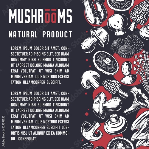 Mushroom picking of morel. Vegetarian fungus boletus or cremini collection for food. Organic nature mushrooms or fungi porcini for healthy nutrition
