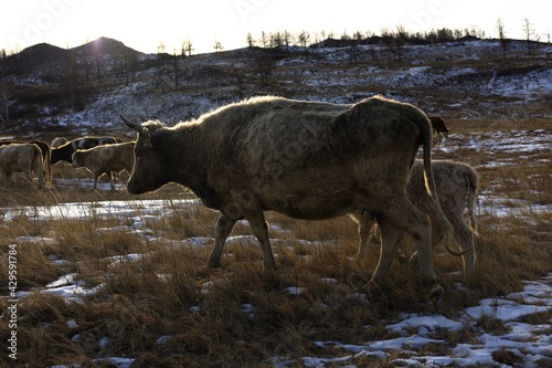 bull elk in park national park