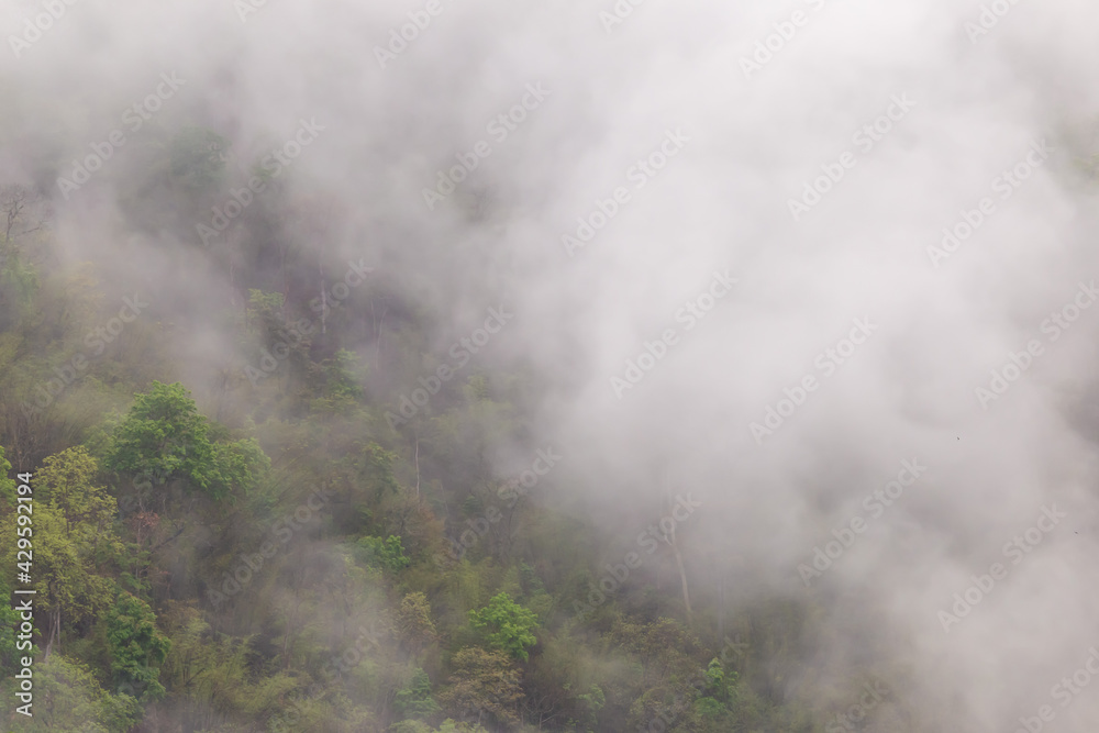 Forest, trees on the mountain with a thin mist in the morning, caused by rain at night. Summer forest in Thailand after a summer storm But makes good air Remove dust and smoke caused by forest fires. Forest, trees on the mountain with a thin mist in the morning, caused by rain at night. Summer forest in Thailand after a summer storm But makes good air Remove dust and smoke caused by forest fires.