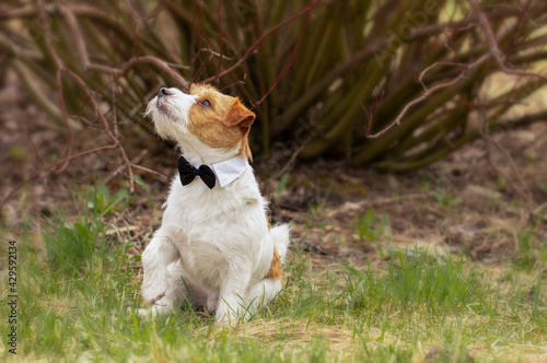 Jack Russell Terrier wearing a bow tie and sitting on the grass