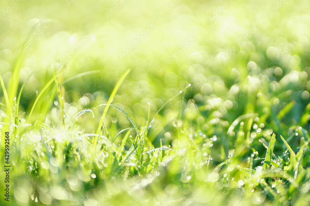 green bokeh abstract background in nature green bokeh abstract background in nature