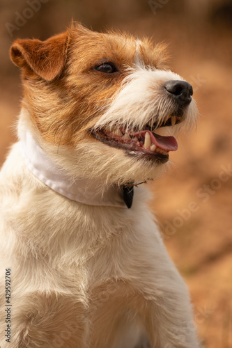 Jack Russell Terrier is sitting close up portrait