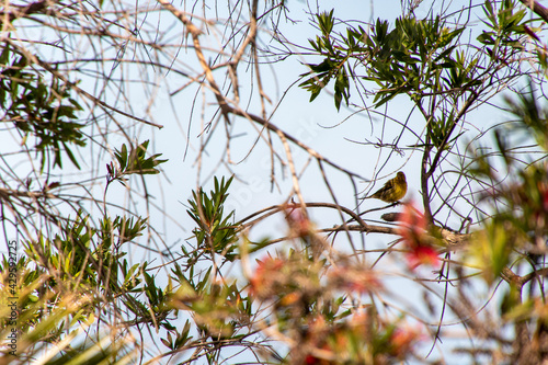 Pájaro encaramado en una rama arbórea, en el parque Taoro photo