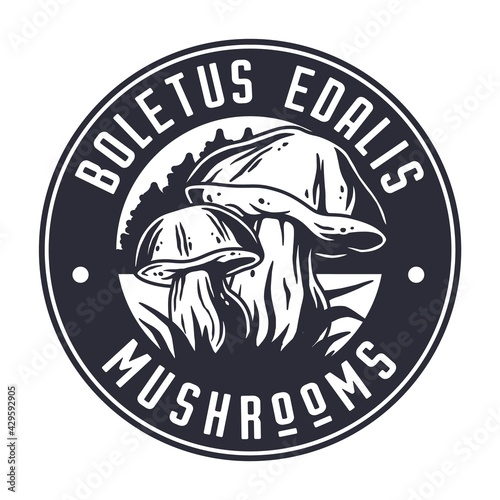 Mushroom picking of porcini, king bolete. Cep mushrooms. Vegetarian fungus boletus for food. Nature fungi for healthy nutrition