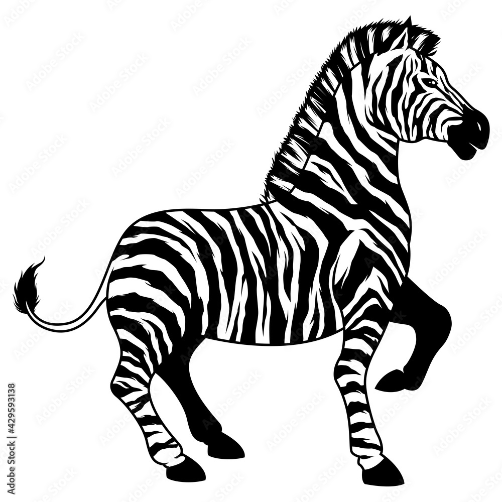 Fototapeta premium Zebra on White