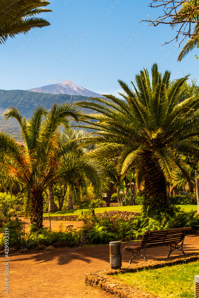 Paisaje con palmeras y el Teide al fondo del Parque Taoro, en el municipio de Puerto de la Cruz
