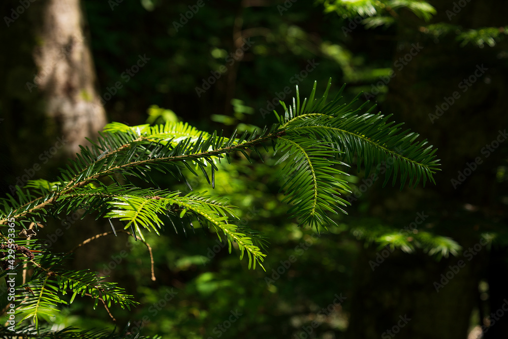 Young spruce shoots in the Carpathian forest Young spruce shoots in the Carpathian forest