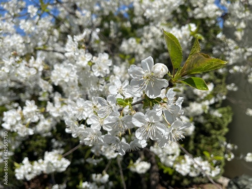 tree blossom