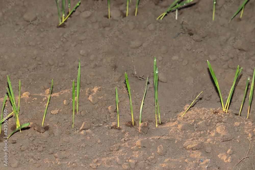 Small grain green plants sprouted after sowing the seeds in the field and Dew fell in the night with a drop of water Small grain green plants sprouted after sowing the seeds in the field and Dew fell in the night with a drop of water