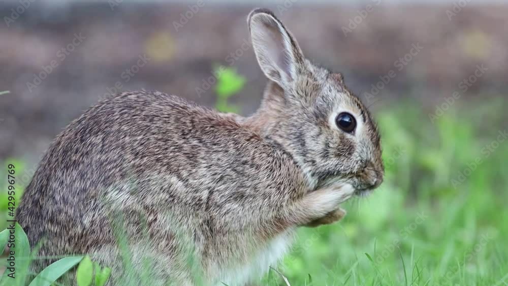 Eastern Cottontail, Sylvilagus floridanus, cleaning face in grass side profile Eastern Cottontail, Sylvilagus floridanus, cleaning face in grass side profile