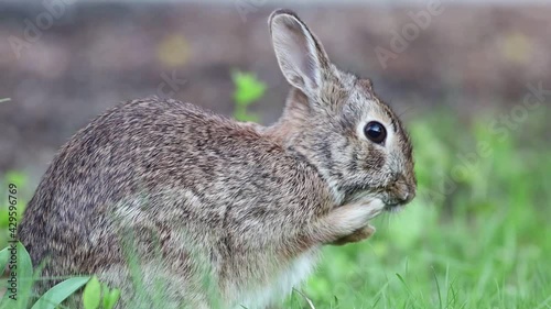 Eastern Cottontail, Sylvilagus floridanus, cleaning face in grass side profile photo