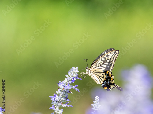 アゲハチョウの吸蜜 © Masahiro