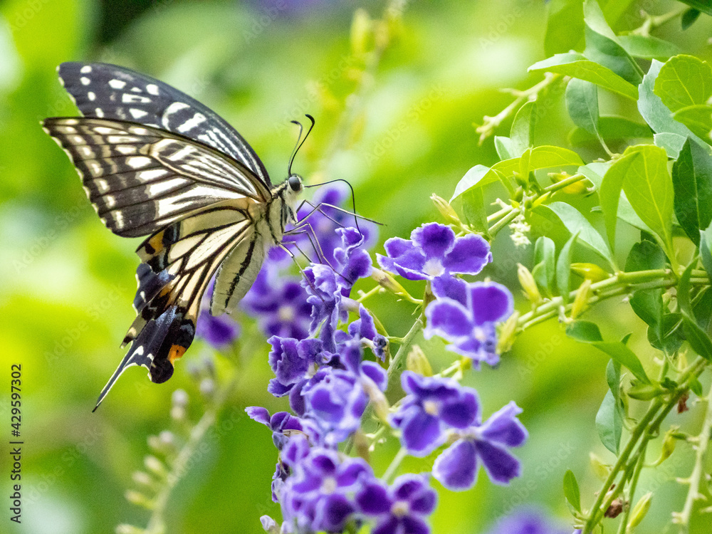 Obraz premium アゲハチョウの吸蜜