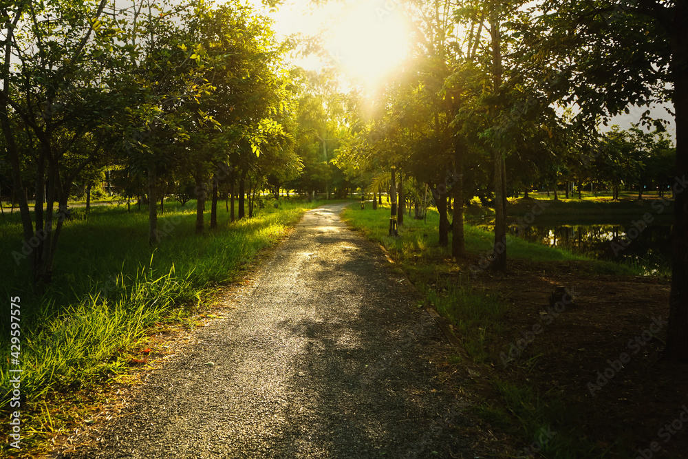 morning light on the road in park