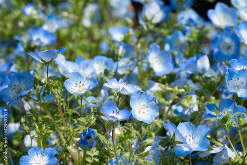 Baby Blue Eyes Flower Full Bloom